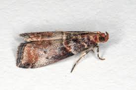 Attēlu rezultāti vaicājumam “Acrobasis advenella”