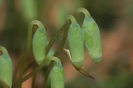 Attēlu rezultāti vaicājumam “Plagiomnium affine sporophyte”