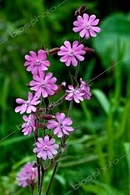 Attēlu rezultāti vaicājumam “Silene dioica”