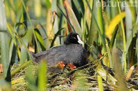 Attēlu rezultāti vaicājumam “Fulica atra adult”