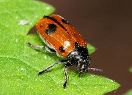 Attēlu rezultāti vaicājumam “Clytra quadripunctata”