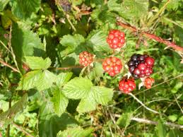 Attēlu rezultāti vaicājumam “Rubus plicatus”