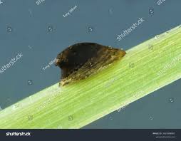 Attēlu rezultāti vaicājumam “Ancylus fluviatilis”