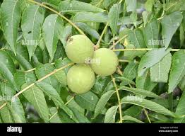 Attēlu rezultāti vaicājumam “Juglans cinerea”
