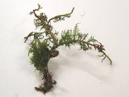 Attēlu rezultāti vaicājumam “Thuidium tamariscinum”