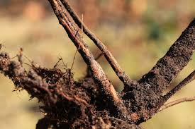 Attēlu rezultāti vaicājumam “Melolontha hippocastani imago”