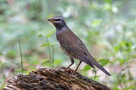 Image result for Turdus obscurus
