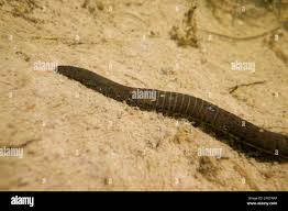 Attēlu rezultāti vaicājumam “Haemopis sanguisuga”