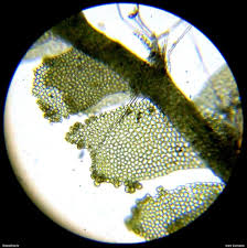 Attēlu rezultāti vaicājumam “Lophocolea minor”