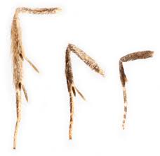 Attēlu rezultāti vaicājumam “Luquetia lobella”