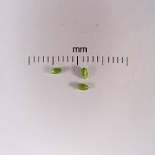 Attēlu rezultāti vaicājumam “Carex pallescens”