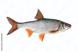 Image result for Rutilus rutilus