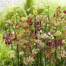 Attēlu rezultāti vaicājumam “Lilium martagon bud”