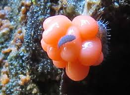 Attēlu rezultāti vaicājumam “Heterotrichia ferruginea (syn. Arcyria ferruginea) macro”