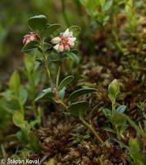 Attēlu rezultāti vaicājumam “Vaccinium vitis-idaea flower”