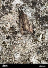 Attēlu rezultāti vaicājumam “Lacanobia suasa”