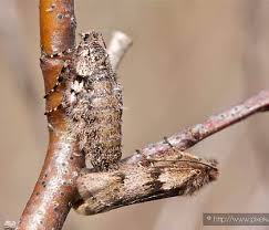 Attēlu rezultāti vaicājumam “Chimabachidae”