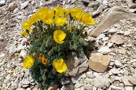 Image result for Alpenmohn