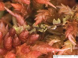 Attēlu rezultāti vaicājumam “Lophozia laxa”