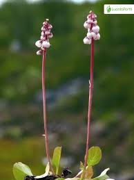 Attēlu rezultāti vaicājumam “Pyrola minor”