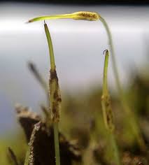 Attēlu rezultāti vaicājumam “Funaria hygrometrica sporophyte”