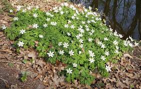 Attēlu rezultāti vaicājumam “Anemone nemorosa leaf”