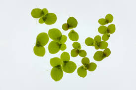 Attēlu rezultāti vaicājumam “Spirodela polyrhiza”