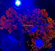 Attēlu rezultāti vaicājumam “Bryum funkii macro”