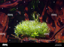 Attēlu rezultāti vaicājumam “Riccia canaliculata”