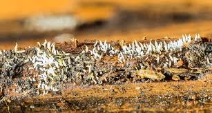 Attēlu rezultāti vaicājumam “Mucronella”