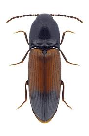 Attēlu rezultāti vaicājumam “Ampedus balteatus”