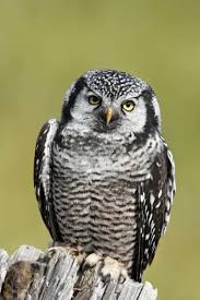 Image result for Surnia ulula