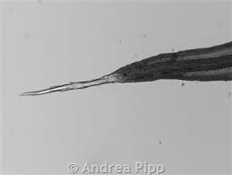 Attēlu rezultāti vaicājumam “Grimmia muehlenbeckii”