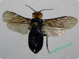 Attēlu rezultāti vaicājumam “Acantholyda erythrocephala”