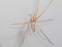 Attēlu rezultāti vaicājumam “Tibellus oblongus”