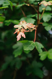 Attēlu rezultāti vaicājumam “Acer campestre flower”