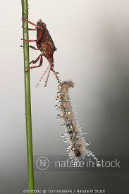 Attēlu rezultāti vaicājumam “Picromerus bidens”
