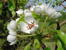 Attēlu rezultāti vaicājumam “Pyrus pyraster”