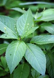 Attēlu rezultāti vaicājumam “Mercurialis perennis leaf”