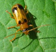 Attēlu rezultāti vaicājumam “Phyllobrotica quadrimaculata”