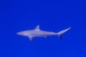 Image result for Carcharhinus amblyrhynchos