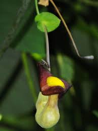 Attēlu rezultāti vaicājumam “Aristolochia durior flower”