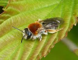 Attēlu rezultāti vaicājumam “Andrena haemorrhoa”
