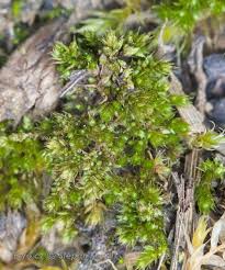 Attēlu rezultāti vaicājumam “Bryum moravicum”