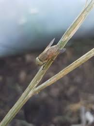 Attēlu rezultāti vaicājumam “Atylotus sp.”