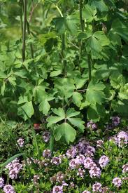 Image result for Akelei