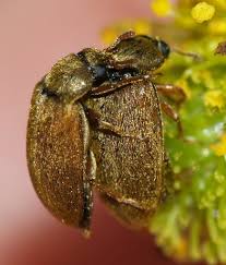 Attēlu rezultāti vaicājumam “Byturidae”