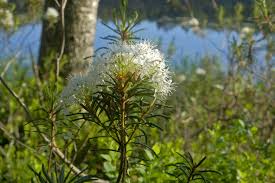 Attēlu rezultāti vaicājumam “Ledum palustre leaf”
