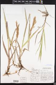 Attēlu rezultāti vaicājumam “Bromopsis inermis leaf”