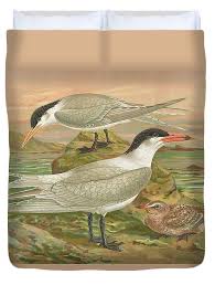 Attēlu rezultāti vaicājumam “Sterna”